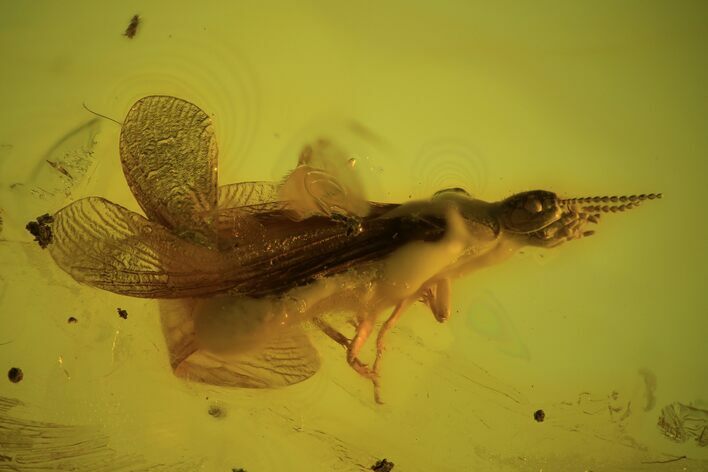 Detailed Fossil Termite (Isoptera) In Baltic Amber #102739